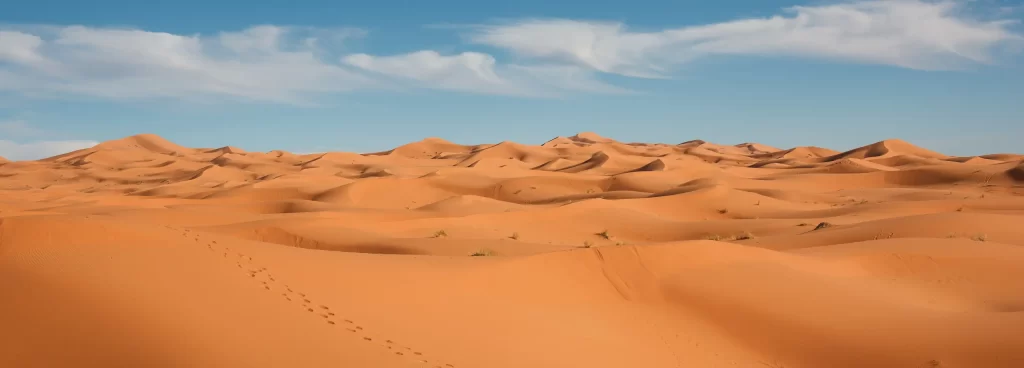 What Animals Live in the Sahara Desert?