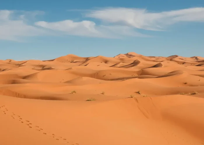 What Animals Live in the Sahara Desert?
