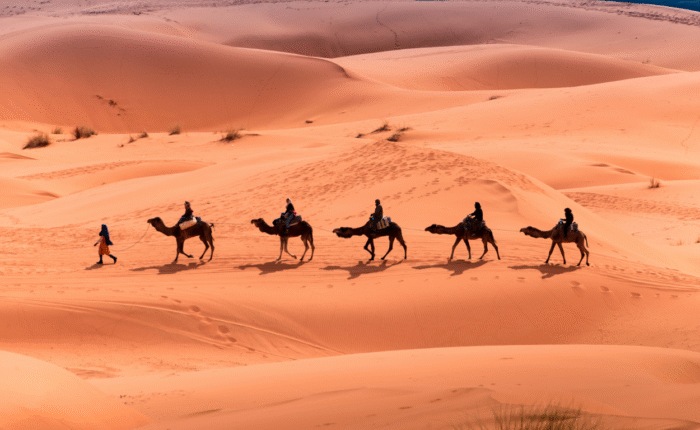 Camel Treks in Sahara Desert