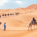 Sunset camel trek in Erg Chebbi dunes on a Morocco Sahara desert tour