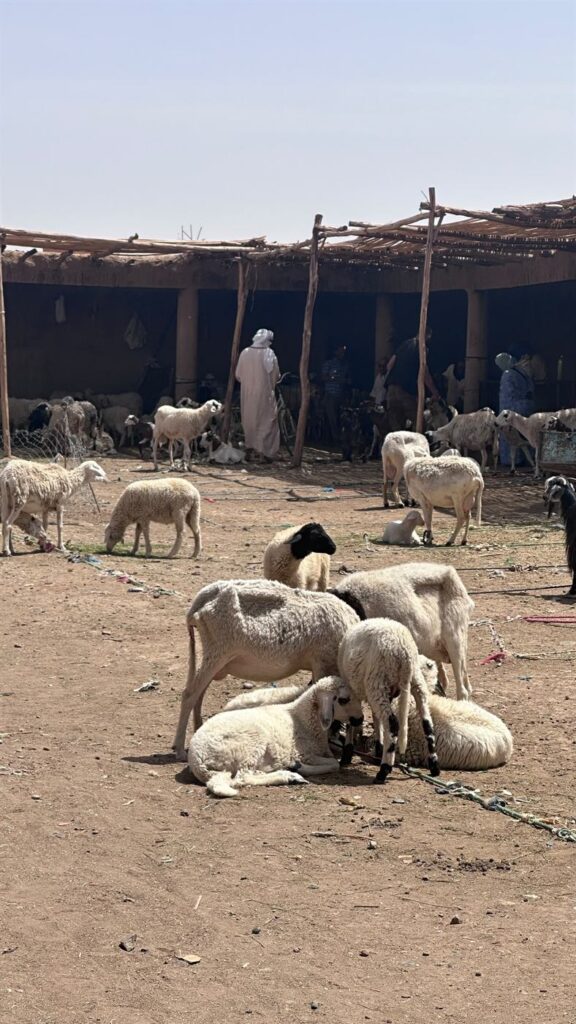 A flock of sheep and goats resting on the bare ground at Rissani livestock market, traders standing under the long reed shelter behind.