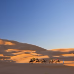 Camel caravan led by a guide in a blue robe across tall orange Sahara dunes